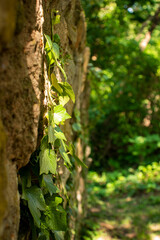 Plants on a stone wall