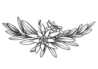 Graphic vignette made of edelweiss flowers and leaves. - 362624031