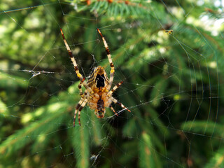 spider on the web