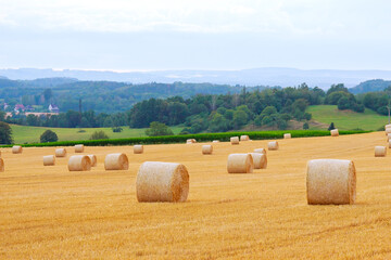 Round bales of straw on farmland a cloudy sky. Mowed field after harvesting wheat.