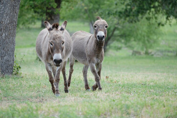 Obraz na płótnie Canvas Funny mini donkeys playing in farm field during summer.