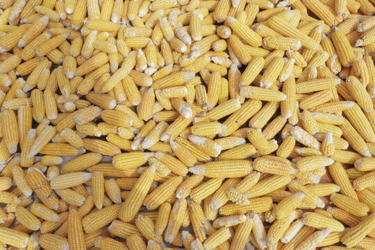 close up of corns