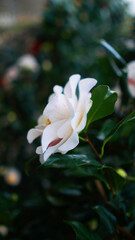 Vertical blooming camellia flowers in an old English park
