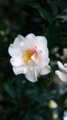 Vertical blooming camellia flowers in an old English park
