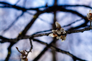 Willow buds in winter