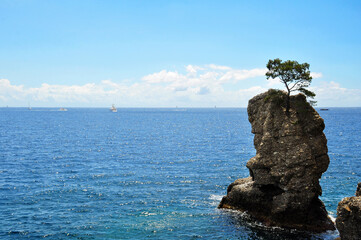 Mediterranean Sea and lonely tree on the stone