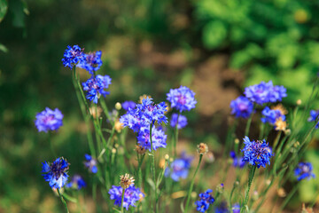 Obraz premium Blue wildflowers outdoors in summer