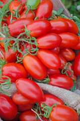 Fresh long plum tomatoes in burlap bag. Tomatoes on wooden table