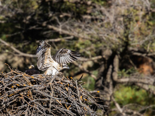 Osprey in Flight