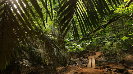 tropical forest in the jungle