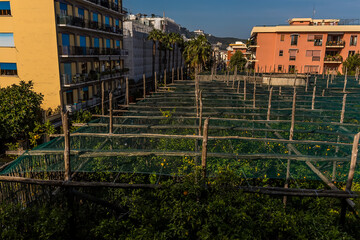 A view across a lemon grove in the centre of Sorrento, Italy