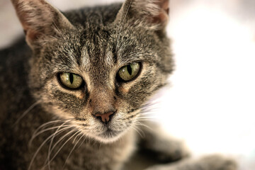 Beautiful feline cat at home. Domestic animal, Cat face with beautiful eyes close up portrait.