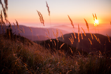 Autumn in mountains panorama view sunny day pine sunrise