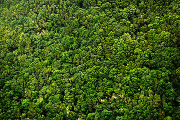Fototapeta na wymiar Laurel forest in Canary Islands, Spain, Europe