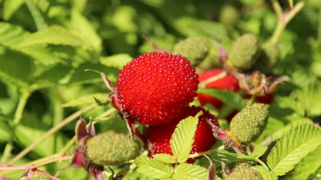 Red raspberry-strawberry close-up, rotation. Hybrid of raspberry and strawberry crossed.