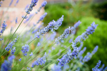 Bee on a lavender