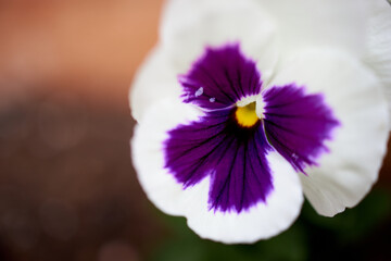 Close-up of purple and white begonia flower