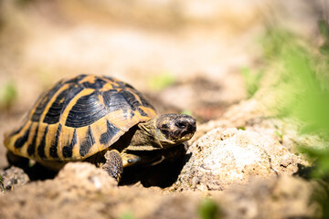 Wild turtle found in Greece. Wild turtle Testudo hermanni crawling on stone.