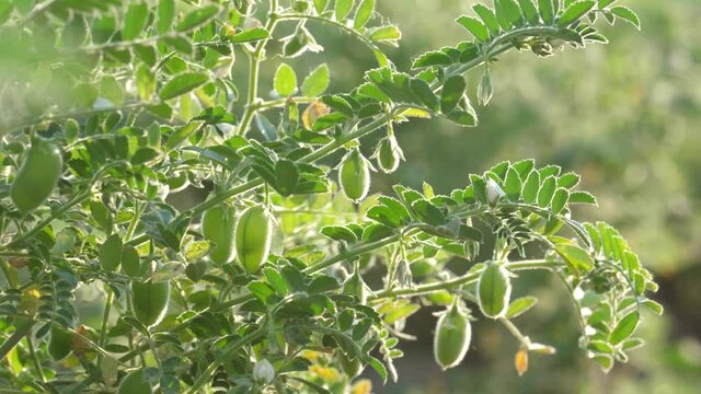 Green Chickpea Plant in a Sunny Summer Day