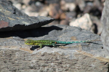 lagartija y sus colores 