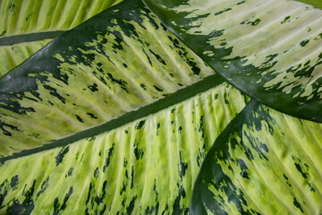 Dieffenbachia Dieffenbachia leaf (dumb cane), Green leaves containing white spots and flecks, Tropical foliage