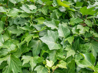 Green leaves foliage texture background. Close up view of many green leaves on the ground.