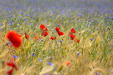 Fototapeta premium View of a meadow with poppies, cornflowers and cereals.