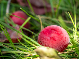 Obraz na płótnie Canvas Fresh red plum fallen from the tree on green grass.