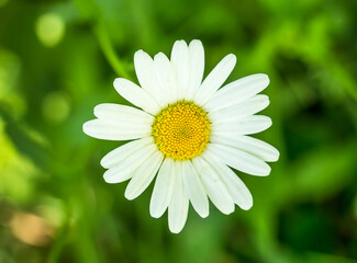 Fototapeta premium Close up or macro with a beautiful isolated camomile flower on green blurred background.