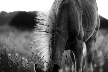 Fluffy mane of foal horse grazing in field close up in black and white.
