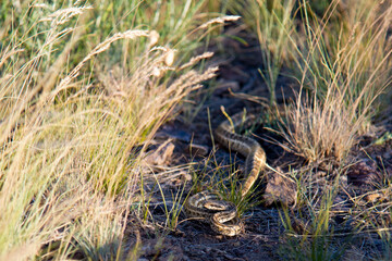 Snake curled up in the grass in a field.