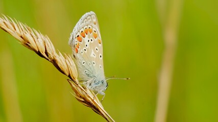 Motyl na łące niedaleko Wisły.
Mazowsze
Polska
