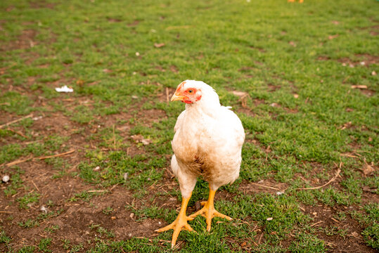 Breeding broiler chickens in rural conditions in the village in the yard.