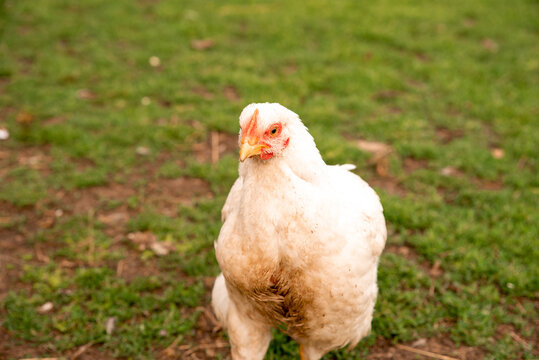 Breeding broiler chickens in rural conditions in the village in the yard.