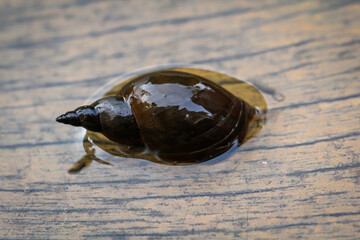 Eine Nahaufnahme einer Lymnaea stagnalis Spitzschlammschnecke, einer Teichschnecke.