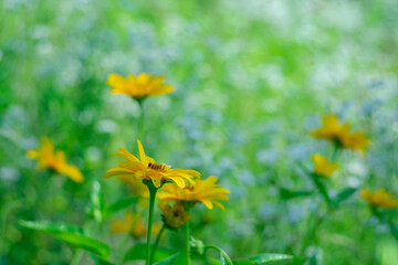 Yellow flowers on a background of white field daisies with bokeh effect on a summer day. Natural summer background.