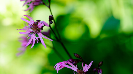 Firletka poszarpana na bagnach
Dolina Środkowej Wisły
Mazowsze 
Polska