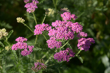 pink common yarrow also called pretty belinda in early summer in germany © Martina Simonazzi