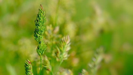 Trawa na łące
Lubelszczyzna
Polska