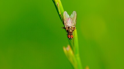Mucha 
Dolina Środkowej Wisły
Mazowsze 
Polska
