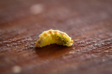 Ein Macro einer Larve oder Made von einem Insekt.