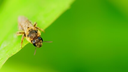 Naklejka premium Pszczoła na liściu Dolina Środkowej Wisły Mazowsze Polska