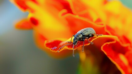 Chrząszcz na kwiatku
Mazowsze
Polska