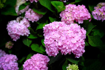 Hydrangea flowers at Liming Trail Garden of Taishan District, New Taipei, Taiwan.