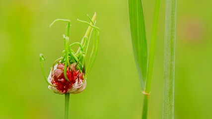 Łąka nad Wisłą Dolina Środkowej Wisły Mazowsze Polska © Maciej Krzywicki