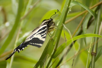 Swallowtail on grass
