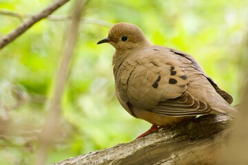 Mourning dove