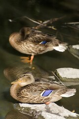 A Pair of Resting Mallards