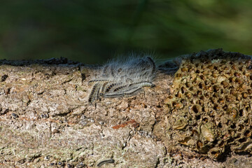 Eichen-Prozessionsspinner