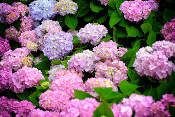 Hydrangea flowers at Liming Trail Garden of Taishan District, New Taipei, Taiwan.
